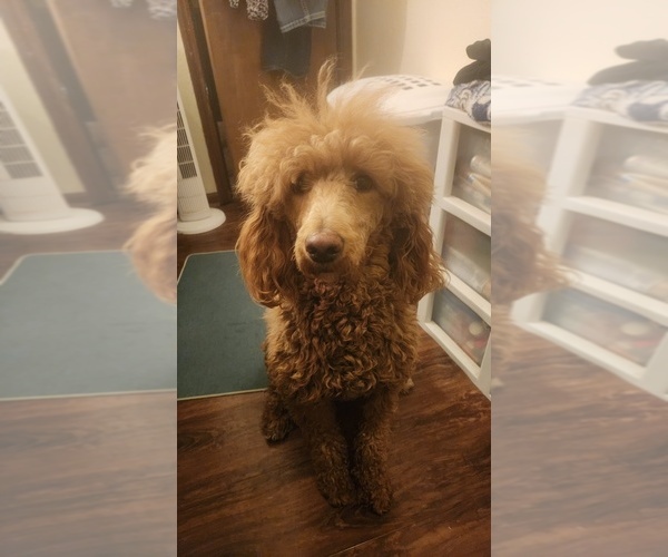 Medium Photo #4 Goldendoodle Breeder Profile in RICHMOND, MO, USA