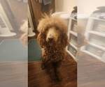 Small Photo #4 Goldendoodle Breeder Profile in RICHMOND, MO, USA