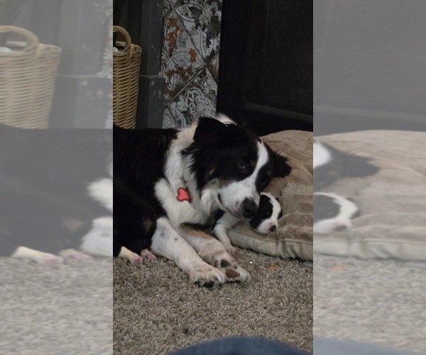 Medium Photo #1 Australian Shepherd Breeder Profile in SAINT JOHN, IN, USA