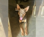 Small Photo #1 Australian Kelpie Breeder Profile in CAMAS, WA, USA