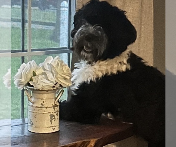 Medium Photo #13 Portuguese Water Dog Breeder Profile in BAYTOWN, TX, USA