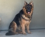 Small Photo #1 German Shepherd Dog Breeder Profile in PINON HILLS, CA, USA