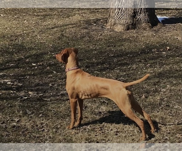 Medium Photo #5 Vizsla Breeder Profile in GREENFIELD, IA, USA