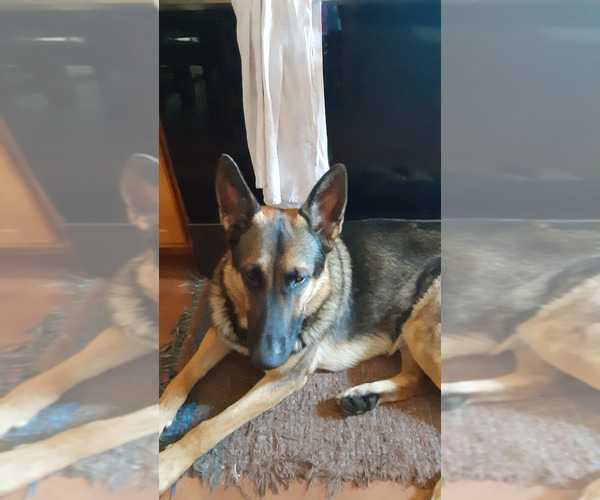 Medium Photo #3 German Shepherd Dog Breeder Profile in MOUNTAIN LAKE, MN, USA