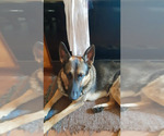 Small Photo #3 German Shepherd Dog Breeder Profile in MOUNTAIN LAKE, MN, USA