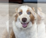 Small Photo #8 Australian Shepherd Breeder Profile in GREER, SC, USA