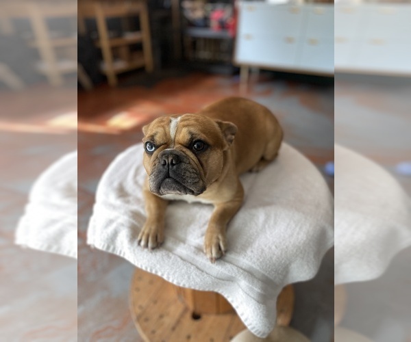 Medium Photo #3 Faux Frenchbo Bulldog Breeder Profile in HOODSPORT, WA, USA