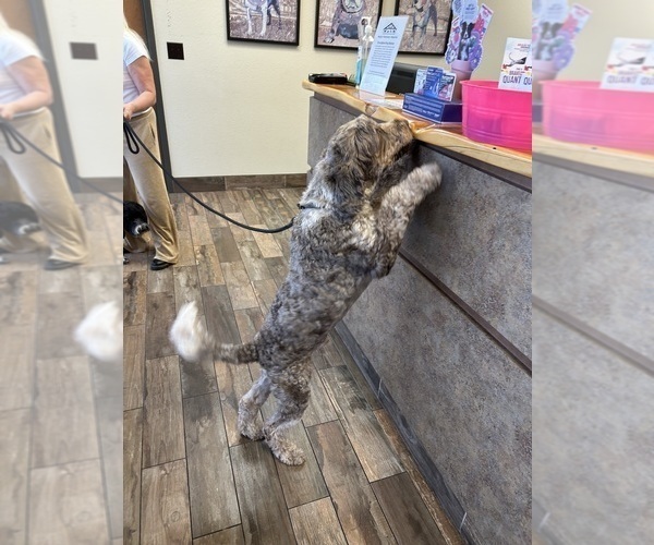 Medium Photo #4 Portuguese Water Dog Breeder Profile in BAYTOWN, TX, USA