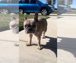 Small Photo #1 French Bulldog Breeder Profile in BURBANK, CA, USA
