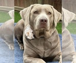 Small Photo #3 Labrador Retriever Breeder Profile in MODESTO, CA, USA