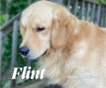 Small Photo #3 English Cream Golden Retriever Breeder Profile in NACOGDOCHES, TX, USA
