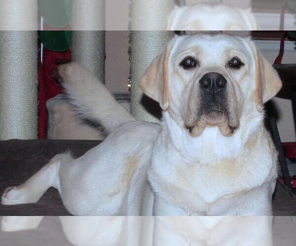 Medium Photo #1 Golden Labrador Breeder Profile in FORT COLLINS, CO, USA