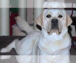 Small Photo #1 Golden Labrador Breeder Profile in FORT COLLINS, CO, USA