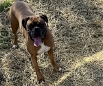 Small Photo #3 Boxer Breeder Profile in LANSING, MI, USA