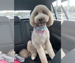 Small Photo #4 Goldendoodle Breeder Profile in GIBSONTON, FL, USA