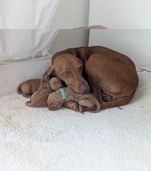 Mother's photo