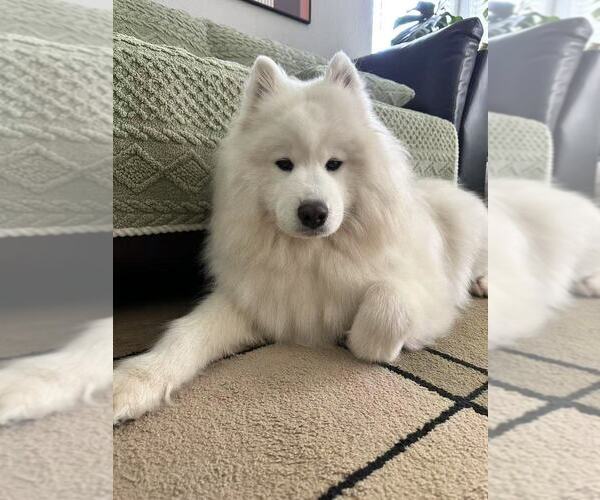 Medium Photo #1 Samoyed Breeder Profile in DALY CITY, CA, USA