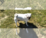 Small Photo #2 Pug Breeder Profile in MAXWELL, NM, USA