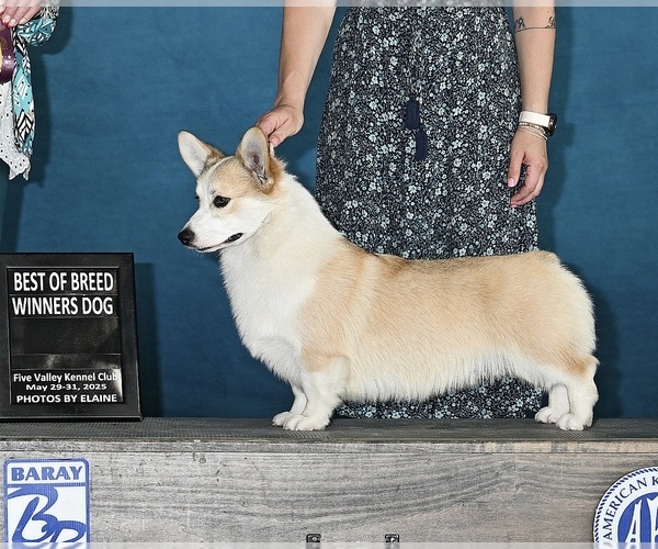 Medium Photo #1 Pembroke Welsh Corgi Breeder Profile in WOODLAND, WA, USA