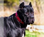 Small Photo #7 Cane Corso Breeder Profile in BEAVERDAM, VA, USA