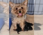 Small Photo #2 Yorkshire Terrier Breeder Profile in AKRON, OH, USA