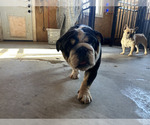 Small Photo #3 Bulldog Breeder Profile in LOCUST, NC, USA