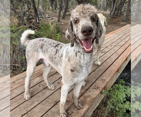 Medium Photo #1 Irish Wolfhound-Poodle (Standard) Mix Breeder Profile in CEDAREDGE, CO, USA