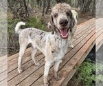 Small Photo #1 Irish Wolfhound-Poodle (Standard) Mix Breeder Profile in CEDAREDGE, CO, USA