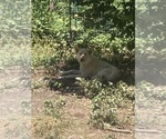 Small Photo #9 Swiss Shepherd-Timber Wolf Mix Breeder Profile in MAD RIVER, CA, USA