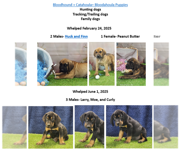 Medium Photo #2 Bloodhound-Catahoula Leopard Dog Mix Breeder Profile in CUMBY, TX, USA