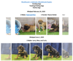 Small Photo #2 Bloodhound-Catahoula Leopard Dog Mix Breeder Profile in CUMBY, TX, USA
