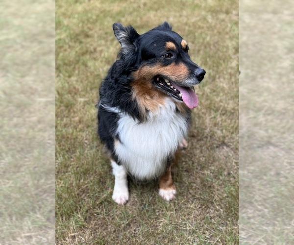 Medium Photo #3 Australian Shepherd Breeder Profile in GREER, SC, USA