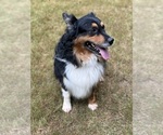 Small Photo #3 Australian Shepherd Breeder Profile in GREER, SC, USA