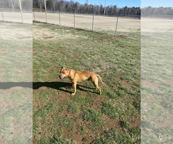Medium Photo #5 American Pit Bull Terrier Breeder Profile in CHARLOTTE, NC, USA