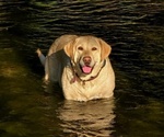 Small Photo #2 Labrador Retriever Breeder Profile in RAPID CITY, SD, USA