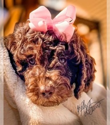 Mother's photo