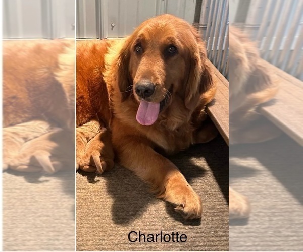 Medium Photo #6 Golden Retriever Breeder Profile in FREDERICKSBG, OH, USA