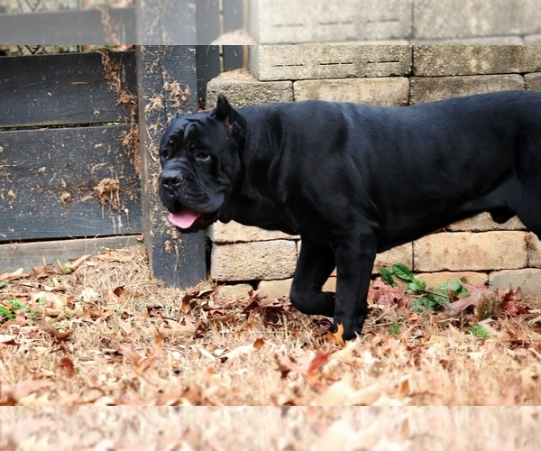 Medium Photo #4 Cane Corso Breeder Profile in BEAVERDAM, VA, USA