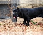 Small Photo #4 Cane Corso Breeder Profile in BEAVERDAM, VA, USA
