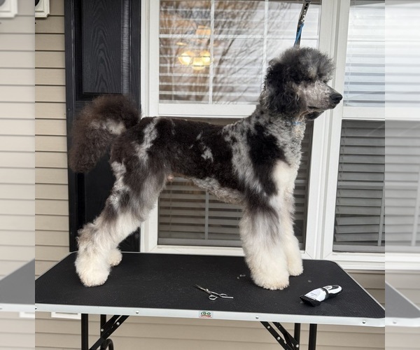 Medium Photo #1 Goldendoodle Breeder Profile in CARTHAGE, TN, USA