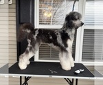 Small Photo #1 Goldendoodle Breeder Profile in CARTHAGE, TN, USA