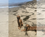 Small Photo #3 Rhodesian Ridgeback Breeder Profile in RIVERSIDE, CA, USA