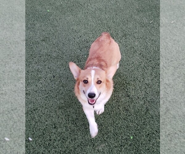 Medium Photo #2 Aussie-Corgi Breeder Profile in BRIGGSDALE, CO, USA