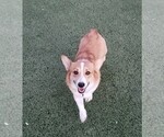 Small Photo #4 Aussie-Corgi Breeder Profile in BRIGGSDALE, CO, USA