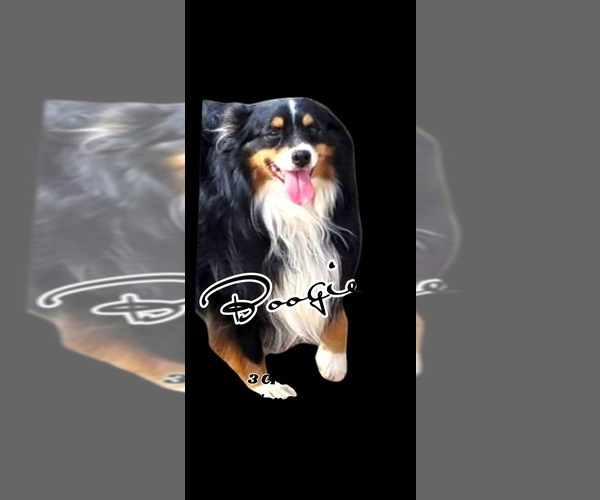 Medium Photo #1 Miniature Australian Shepherd Breeder Profile in TERRELL, TX, USA