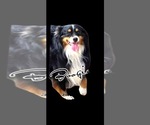Small Photo #1 Miniature Australian Shepherd Breeder Profile in TERRELL, TX, USA