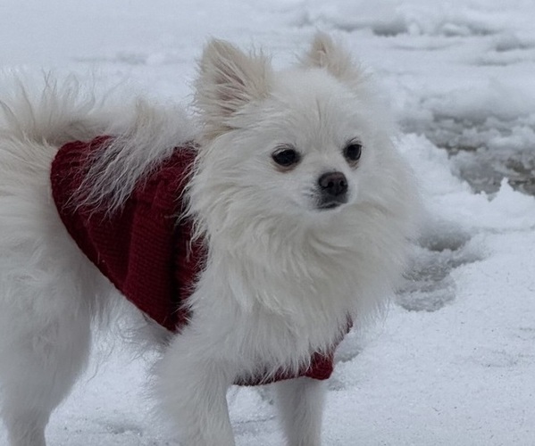 Medium Photo #1 Pomeranian Breeder Profile in KENNESAW, GA, USA