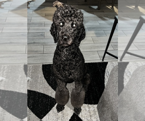 Medium Photo #7 Goldendoodle Breeder Profile in GIBSONTON, FL, USA