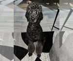 Small Photo #7 Goldendoodle Breeder Profile in GIBSONTON, FL, USA