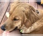 Small Photo #9 Golden Retriever Breeder Profile in ROCHESTER, MN, USA